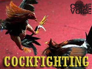 Raid Stops One of Area’s Top Cockfighting Operations