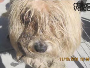 San Diego Man Charged with Felony Animal Cruelty after Dog Loses Sight
