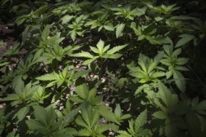 Authorities Find Julian Marijuana Growing Operation; 7 Suspects Arrested