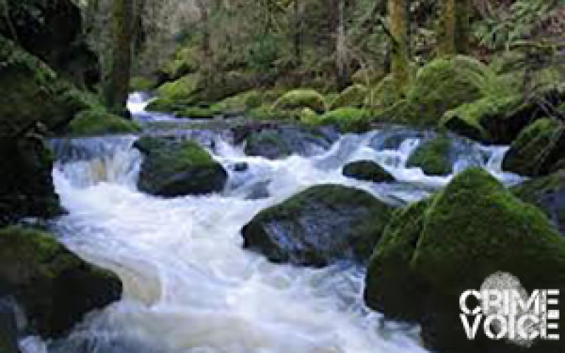 Man who plunged into creek with dogs arrested