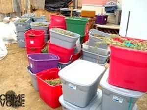 230 pounds of marijuana in plastic containers was seized on the property.