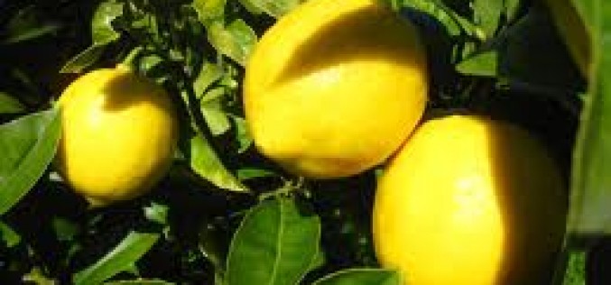 Lemon thief busted in Taft