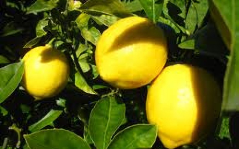 Lemon thief busted in Taft