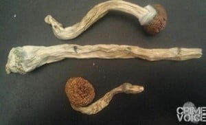 Phil Marcelino's appreciation of psilocybin mushrooms is evident in his Facebook cover photo.