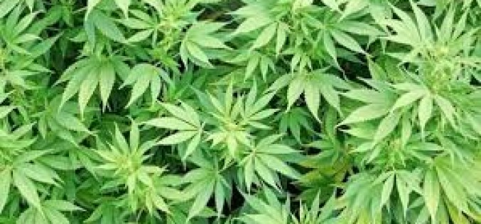 Juveniles Arrested for Pot Sales