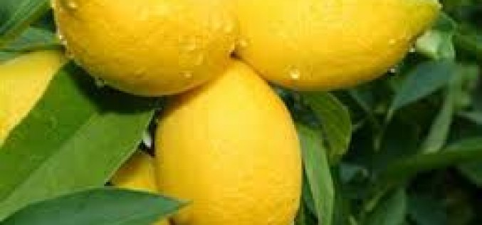 Three Arrested for Picking Lemons from a Maricopa Farm