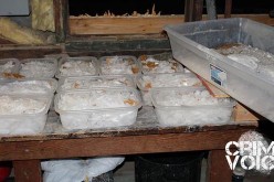 Agents Seize $7.2 in Meth, 2 Arrested in Raid