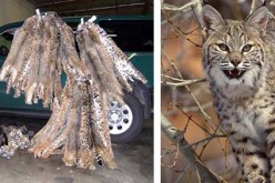 Poacher Busted For Illegal Trapping And Animal Cruelty