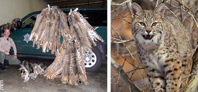 Poacher Busted For Illegal Trapping And Animal Cruelty