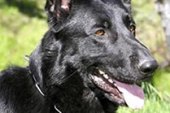 Police dog helps nab frequent offender