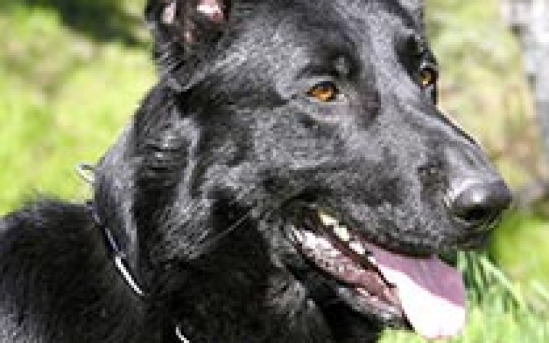 Police dog helps nab frequent offender