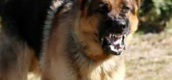 K-9 Cop Nabs Assailant