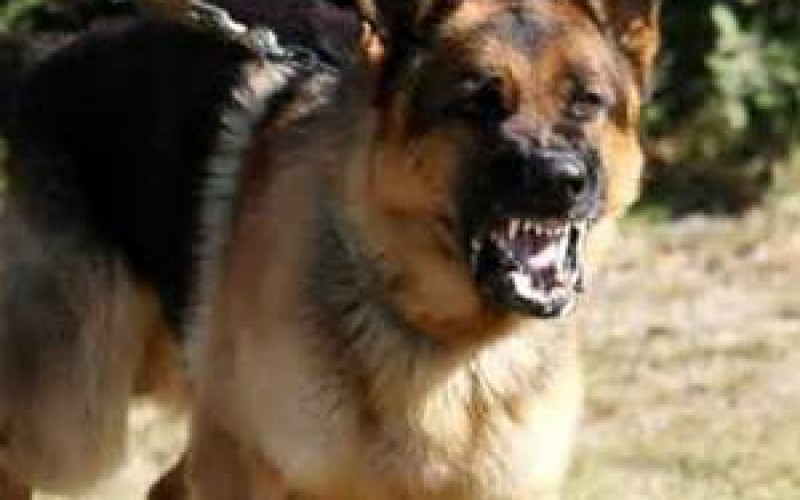 K-9 Cop Nabs Assailant