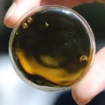 Cannabis oil[1]