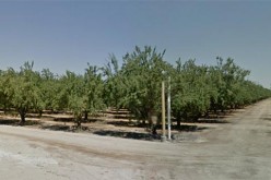 Arrest marks trend in Madera field labor workers