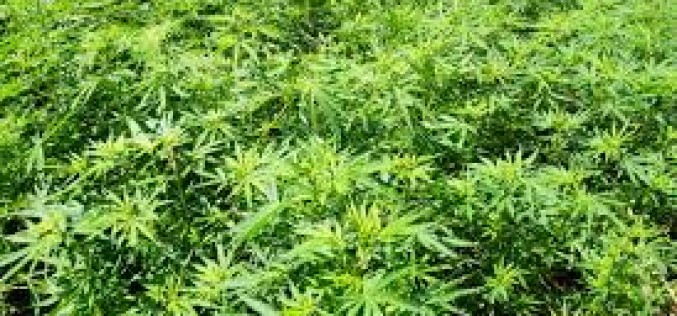 Authorities Arrest Ten Suspects in Marijuana Cultivation Sweep