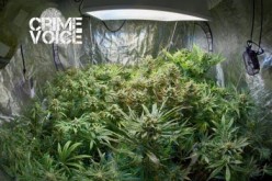 Indoor Marijuana Farmers Busted