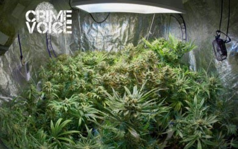 Indoor Marijuana Farmers Busted