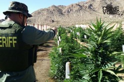 Drought Conditions Didn’t Deter Huge Marijuana Cultivation