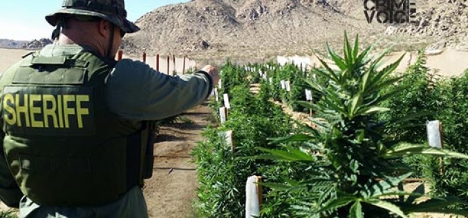 Drought Conditions Didn’t Deter Huge Marijuana Cultivation