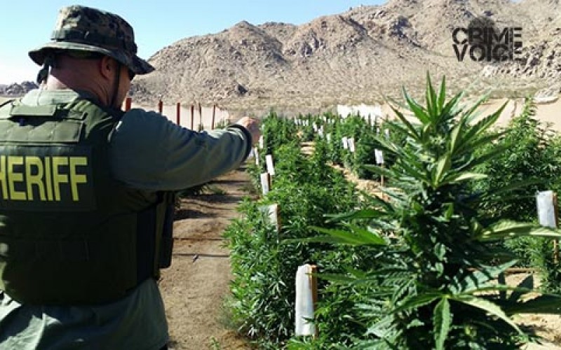 Drought Conditions Didn’t Deter Huge Marijuana Cultivation