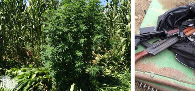 Federal Agents Raid Illegal Marijuana Grow