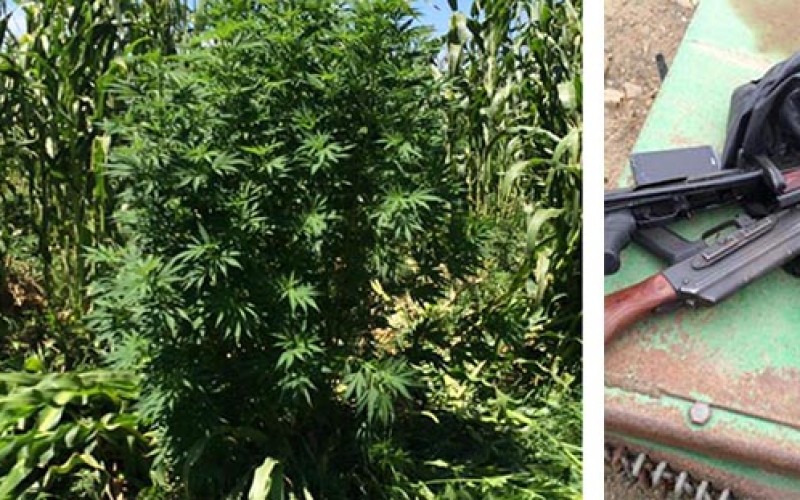 Federal Agents Raid Illegal Marijuana Grow