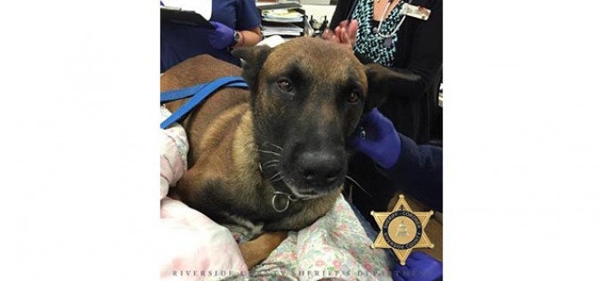 Injured K-9 Making Recovery After Reportedly Being Stabbed by Suspect