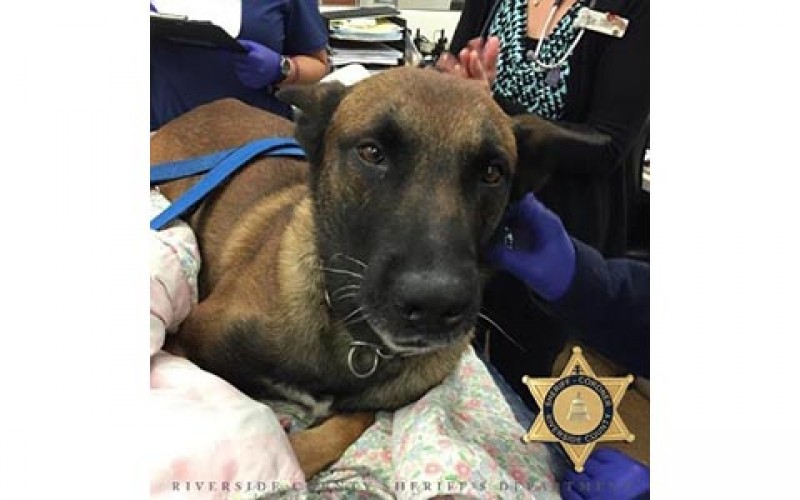 Injured K-9 Making Recovery After Reportedly Being Stabbed by Suspect