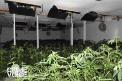 Grow House Raid Nets $5.7 Million Marijuana Haul