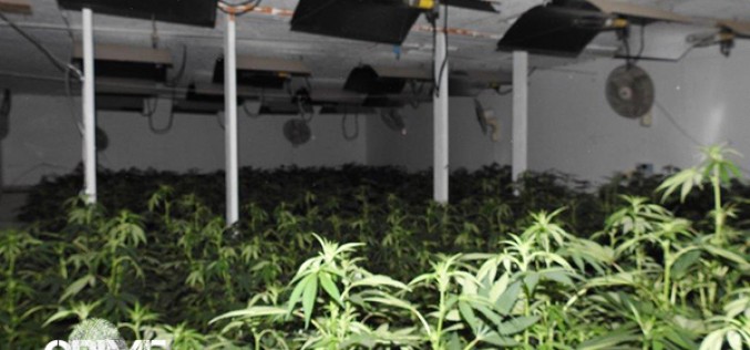 Grow House Raid Nets $5.7 Million Marijuana Haul