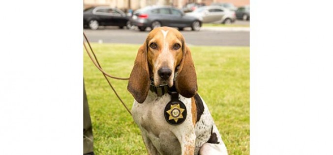 Sheriff’s Police Dog Tracks Down Lucerne Valley Assault Suspect