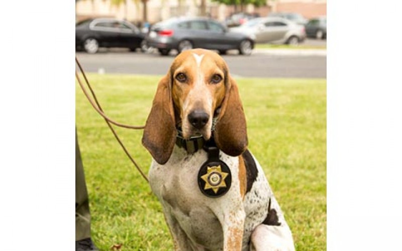 Sheriff’s Police Dog Tracks Down Lucerne Valley Assault Suspect