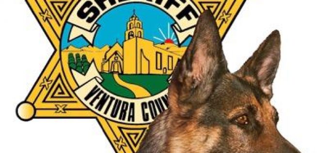 K9 Cop Nabs Robbery Suspect