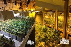 Three Arrested in Large Marijuana Bust