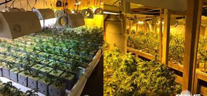 Three Arrested in Large Marijuana Bust