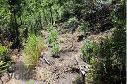 Nearly 6,000 Pot Plants Discovered