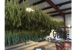 Overflight Operation Spots Marijuana Grow