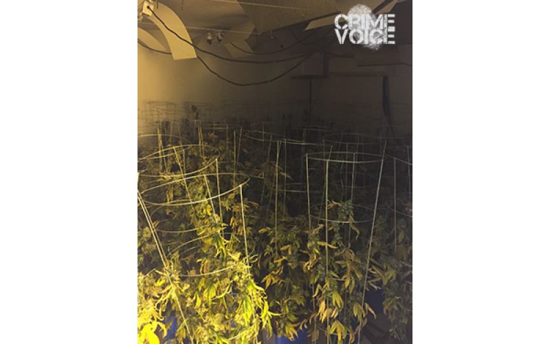 SBSD Discovers and Stops a Marijuana Grow