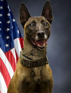 Kajo the K-9