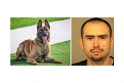 Warrant Arrest by K-9 “Leo”