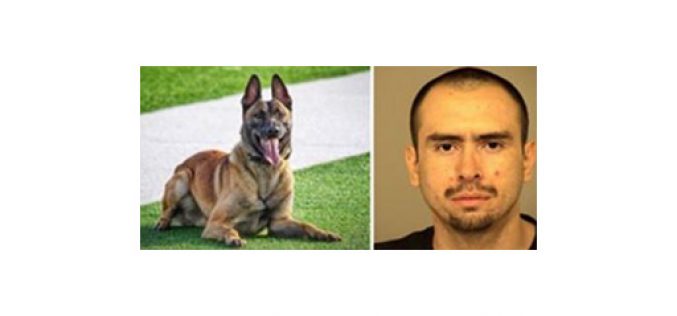 Warrant Arrest by K-9 “Leo”