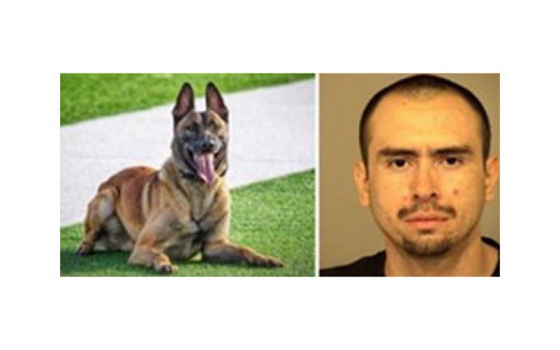 Warrant Arrest by K-9 “Leo”