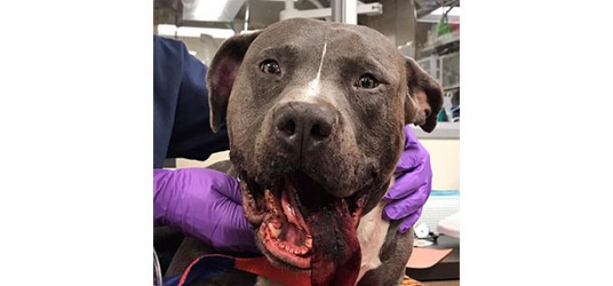 Suspected Animal Abuser Arrested, Puppy Needs Facial Surgery