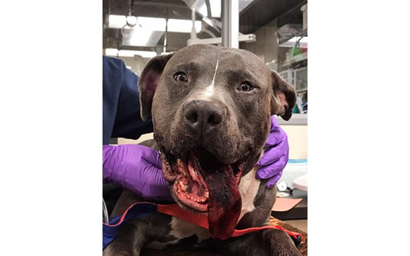 Suspected Animal Abuser Arrested, Puppy Needs Facial Surgery