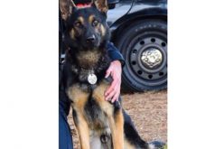 Suspect stabs girlfriend multiple times in her abdomen, kills Sunnyvale DPS K9