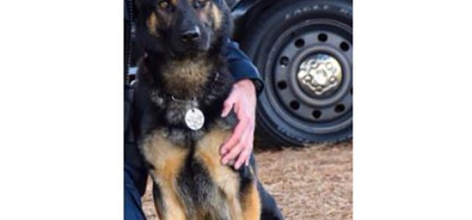 Suspect stabs girlfriend multiple times in her abdomen, kills Sunnyvale DPS K9