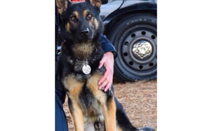 Suspect stabs girlfriend multiple times in her abdomen, kills Sunnyvale DPS K9