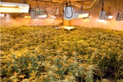 Sheriff’s Office descends on two indoor marijuana grows; plants and processed marijuana seized