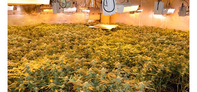 Sheriff’s Office descends on two indoor marijuana grows; plants and processed marijuana seized